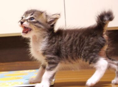 赤ちゃん子猫が、離乳食とミルクの二刀流が始める？【赤ちゃん猫　保護猫】