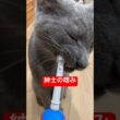 歯磨き大好き猫🪥#ロシアンブルー #猫 #cat #shorts