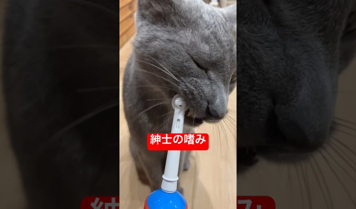 歯磨き大好き猫🪥#ロシアンブルー #猫 #cat #shorts