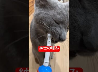 歯磨き大好き猫🪥#ロシアンブルー #猫 #cat #shorts