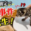 元野良ママが産んだ子猫の体重測定中にまさかの事態が！【生後6日】