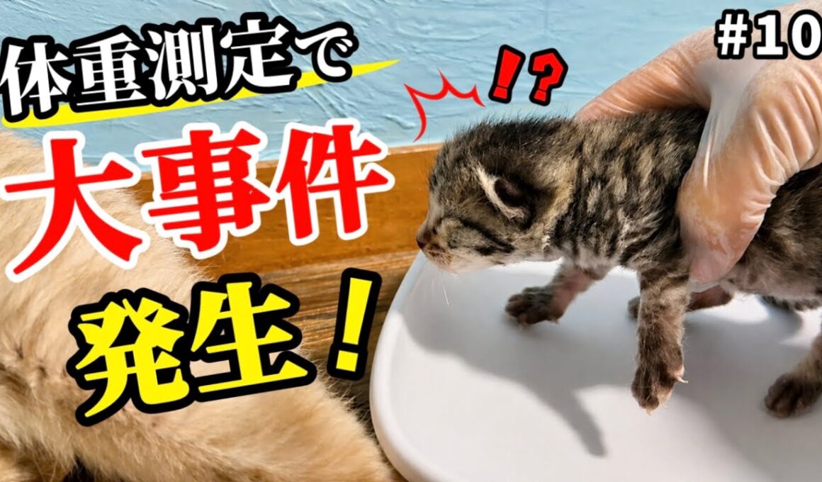 元野良ママが産んだ子猫の体重測定中にまさかの事態が！【生後6日】