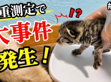 元野良ママが産んだ子猫の体重測定中にまさかの事態が！【生後6日】