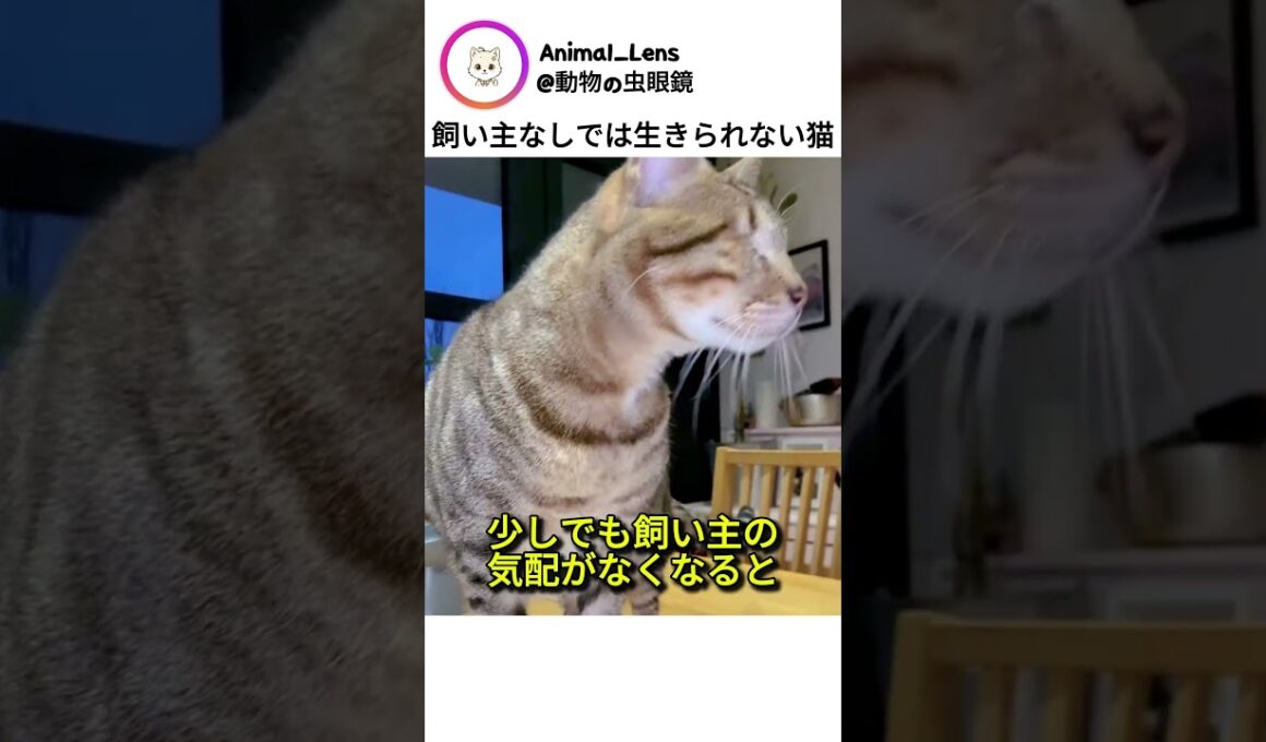 飼い主なしでは生きられない猫
