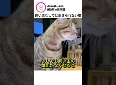 飼い主なしでは生きられない猫