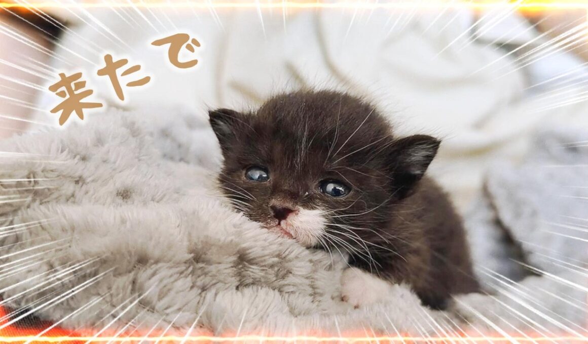 急遽142ｇの子猫が来たよ！ミルクをちゅるちゅる飲んでくれました　先に来てたミケ子たちも違和感に気づいたようだ【保護猫生活1日目】