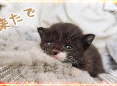 急遽142ｇの子猫が来たよ！ミルクをちゅるちゅる飲んでくれました　先に来てたミケ子たちも違和感に気づいたようだ【保護猫生活1日目】