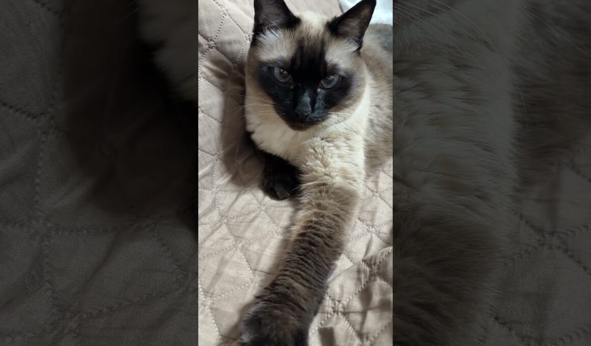 シャム猫のふくさん【たぬき猫】 #cat #しゃむねこ #猫のいる暮らし #猫好きさんと繋がりたい #ねこ #cutecat #cat