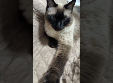 シャム猫のふくさん【たぬき猫】 #cat #しゃむねこ #猫のいる暮らし #猫好きさんと繋がりたい #ねこ #cutecat #cat