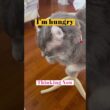 I'm hungry #catshorts #ねこ動画 #アメリカンカール #americancurl
