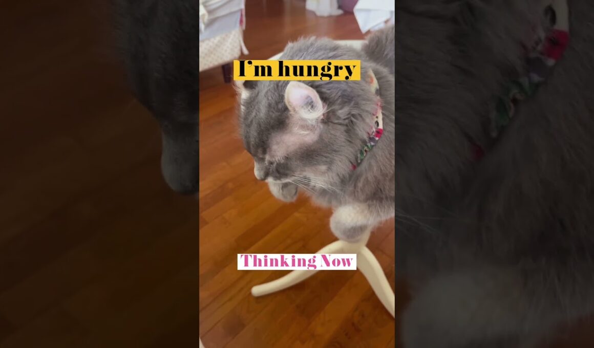 I'm hungry #catshorts #ねこ動画 #アメリカンカール #americancurl