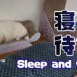 バーマン猫ラフ【寝て待つ】Sleep and wait（バーマン猫）Birman/Cat