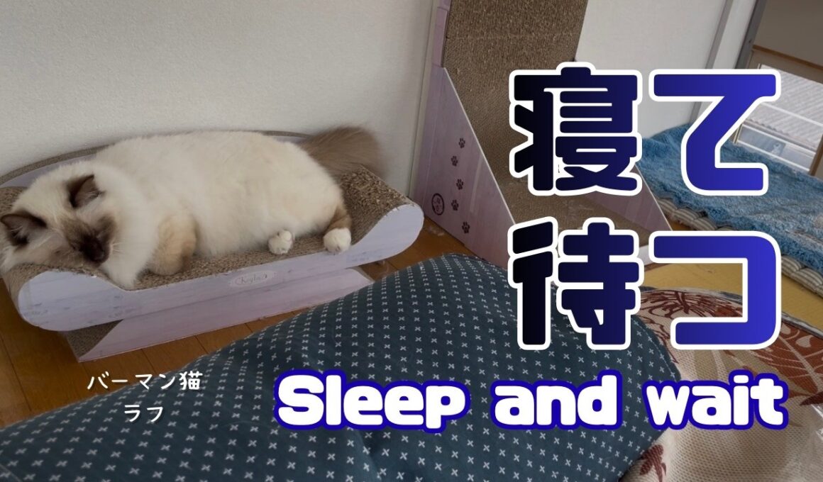 バーマン猫ラフ【寝て待つ】Sleep and wait（バーマン猫）Birman/Cat