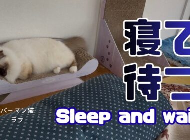 バーマン猫ラフ【寝て待つ】Sleep and wait（バーマン猫）Birman/Cat