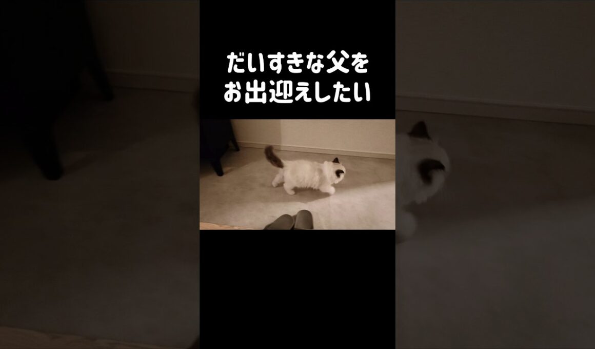 横動画もアップしました是非☝🏻✨️ #shorts #猫 #子猫 #ラグドール #甘えん坊猫 #猫のいる暮らし