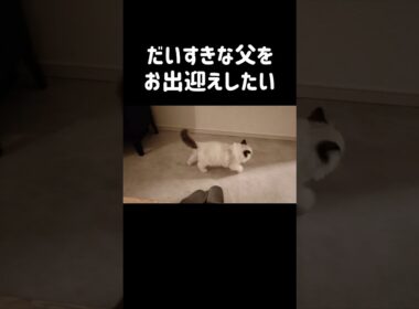横動画もアップしました是非☝🏻✨️ #shorts #猫 #子猫 #ラグドール #甘えん坊猫 #猫のいる暮らし