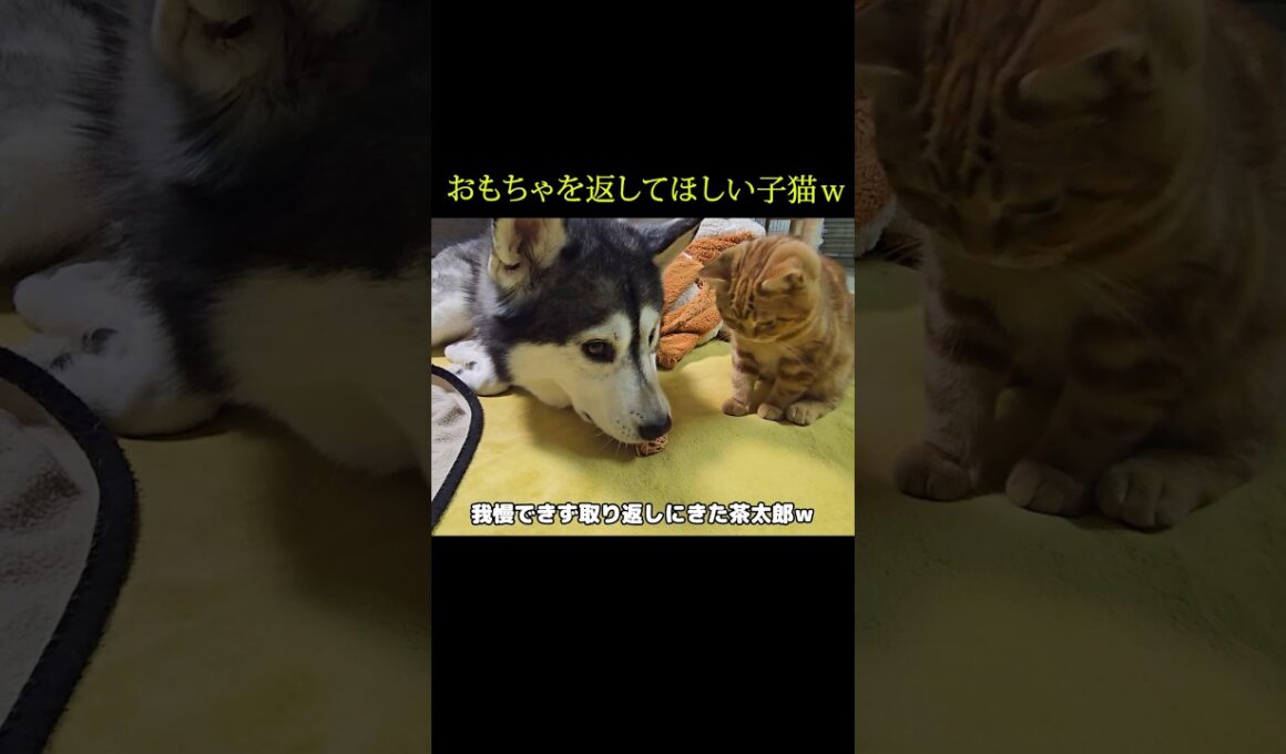 おもちゃを返してほしい子猫の行動がこちら...#shorts