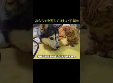 おもちゃを返してほしい子猫の行動がこちら...#shorts