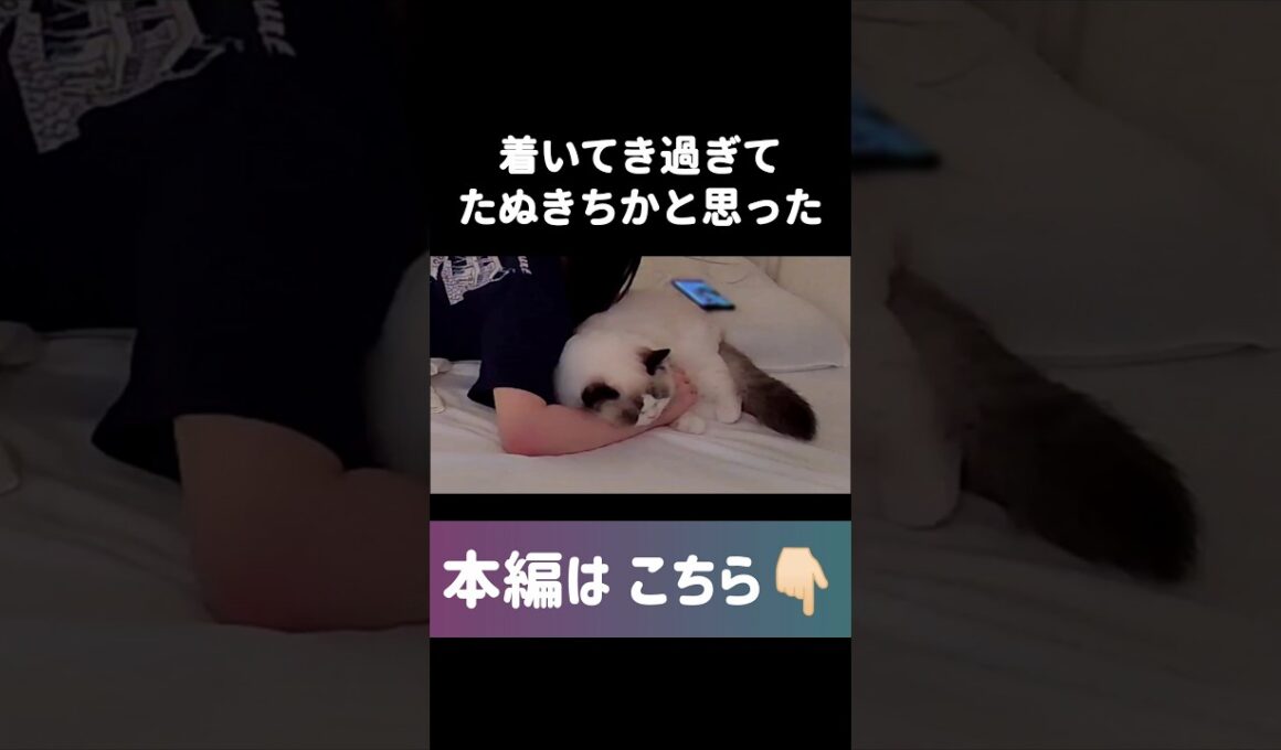 👆️リンクから是非みてください👀✨️ #shorts #猫 #子猫 #ラグドール #甘えん坊猫 #猫動画