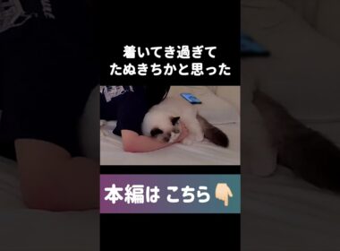 👆️リンクから是非みてください👀✨️ #shorts #猫 #子猫 #ラグドール #甘えん坊猫 #猫動画