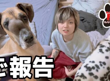 【超大型犬】たったひとり、生後数日の子猫を保護しました