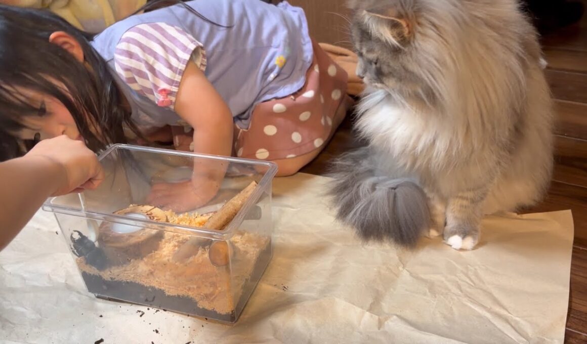 新しいクワガタを迎入れる猫　サイベリアン