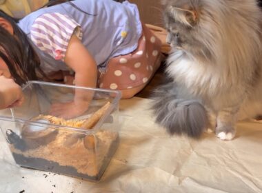 新しいクワガタを迎入れる猫　サイベリアン