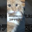 NO喧嘩#cat#メインクーン