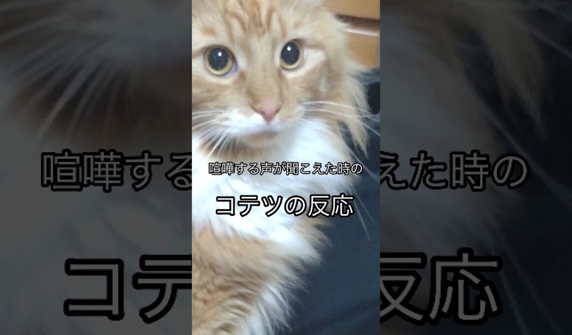 NO喧嘩#cat#メインクーン