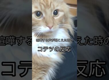 NO喧嘩#cat#メインクーン