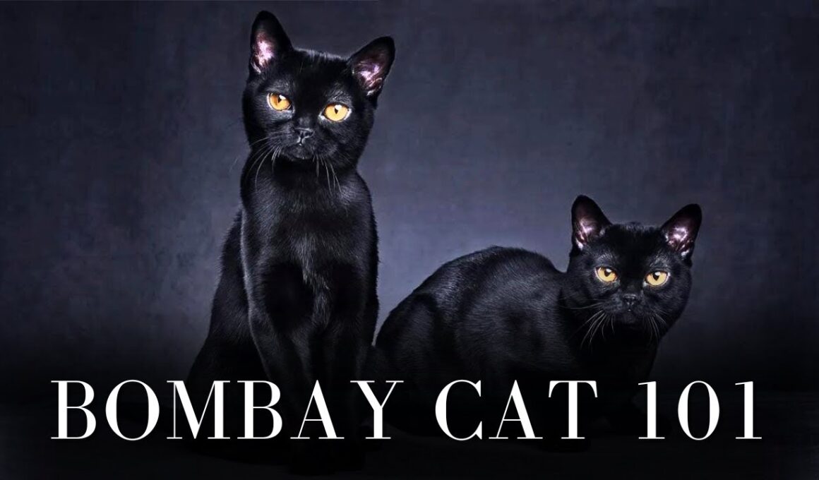 Bombay Cat 101 - Everything You Need to Know