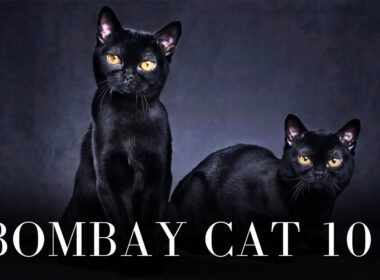 Bombay Cat 101 - Everything You Need to Know