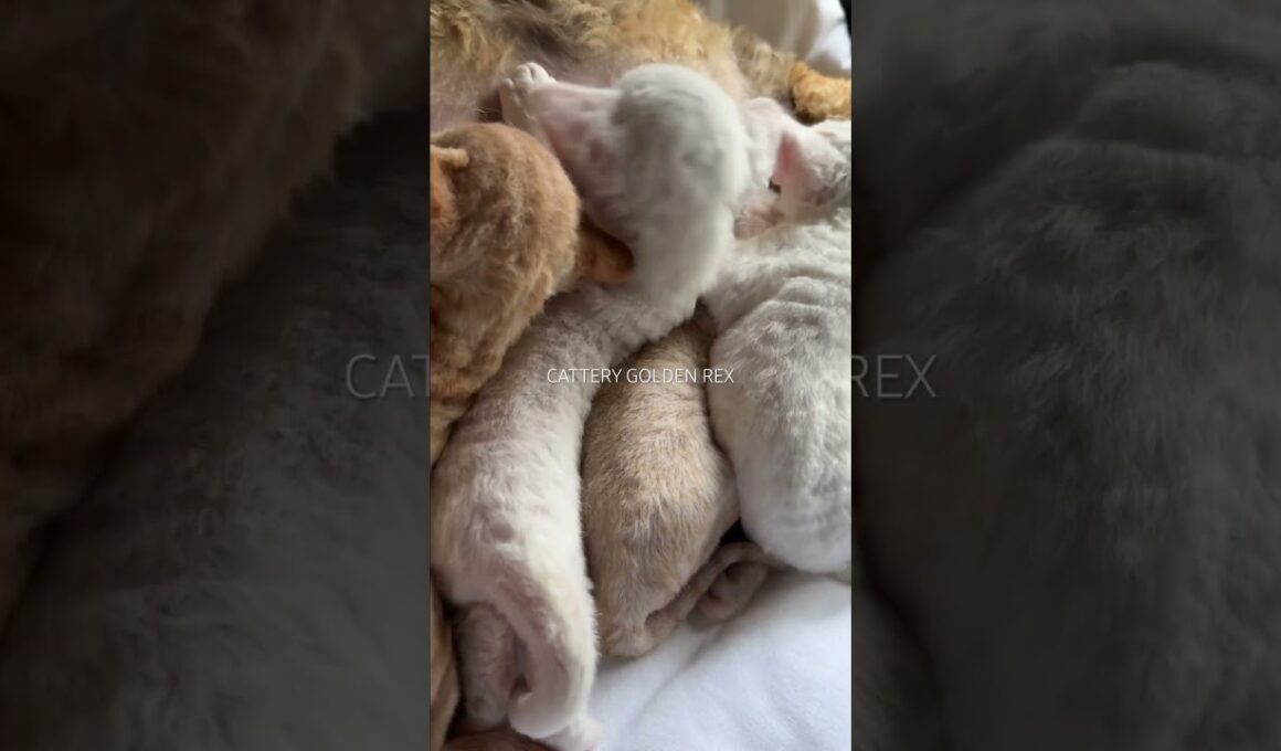 【デボンレックス】日本で唯一世界最高タイトルを獲得したデボンレックスのママの子猫達 #デボンレックス #ブリーダー #子猫 #emeraldspirit #goldenrex #愛知  #shorts