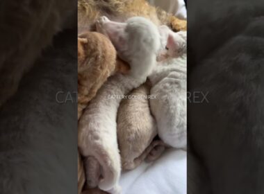 【デボンレックス】日本で唯一世界最高タイトルを獲得したデボンレックスのママの子猫達 #デボンレックス #ブリーダー #子猫 #emeraldspirit #goldenrex #愛知  #shorts