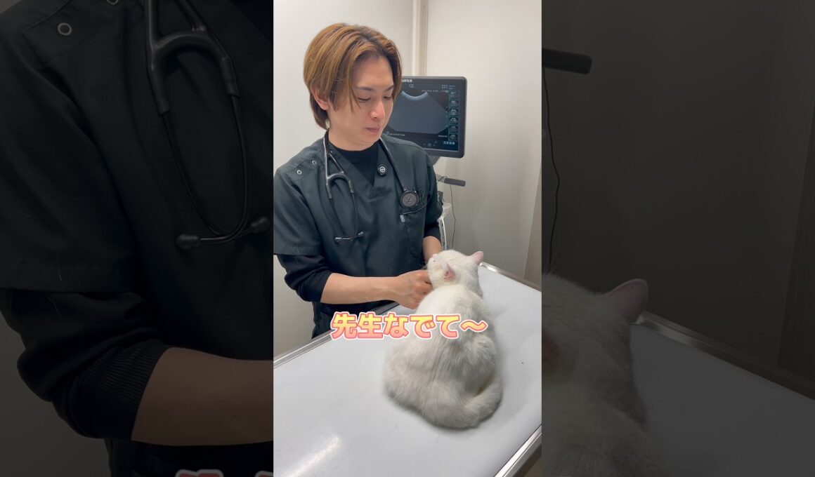検査後、先生になでてもらうマンチカン