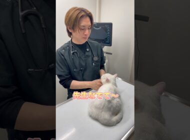 検査後、先生になでてもらうマンチカン