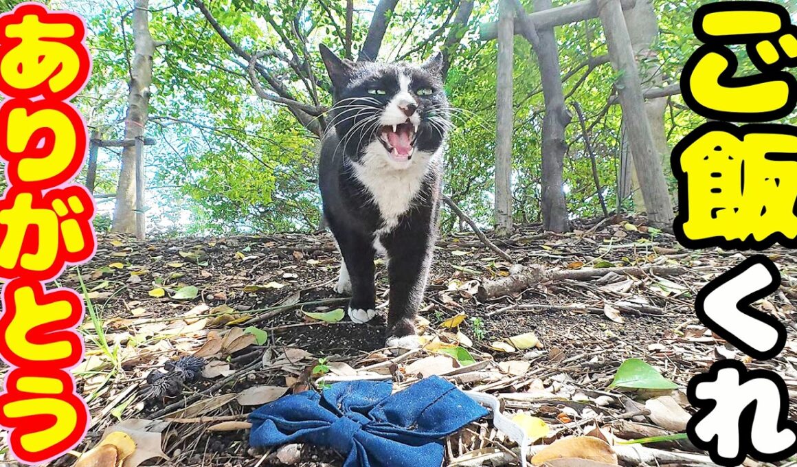 公園で一人で生きるハイソックス猫にご飯あげると・・・ さくらねこへのエサやり【視聴だけでも猫を助けることになります】支援者様 視聴者様 猫たちに神のご加護を！野良猫の感動猫動画