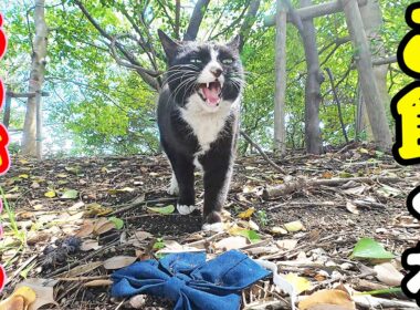 公園で一人で生きるハイソックス猫にご飯あげると・・・ さくらねこへのエサやり【視聴だけでも猫を助けることになります】支援者様 視聴者様 猫たちに神のご加護を！野良猫の感動猫動画