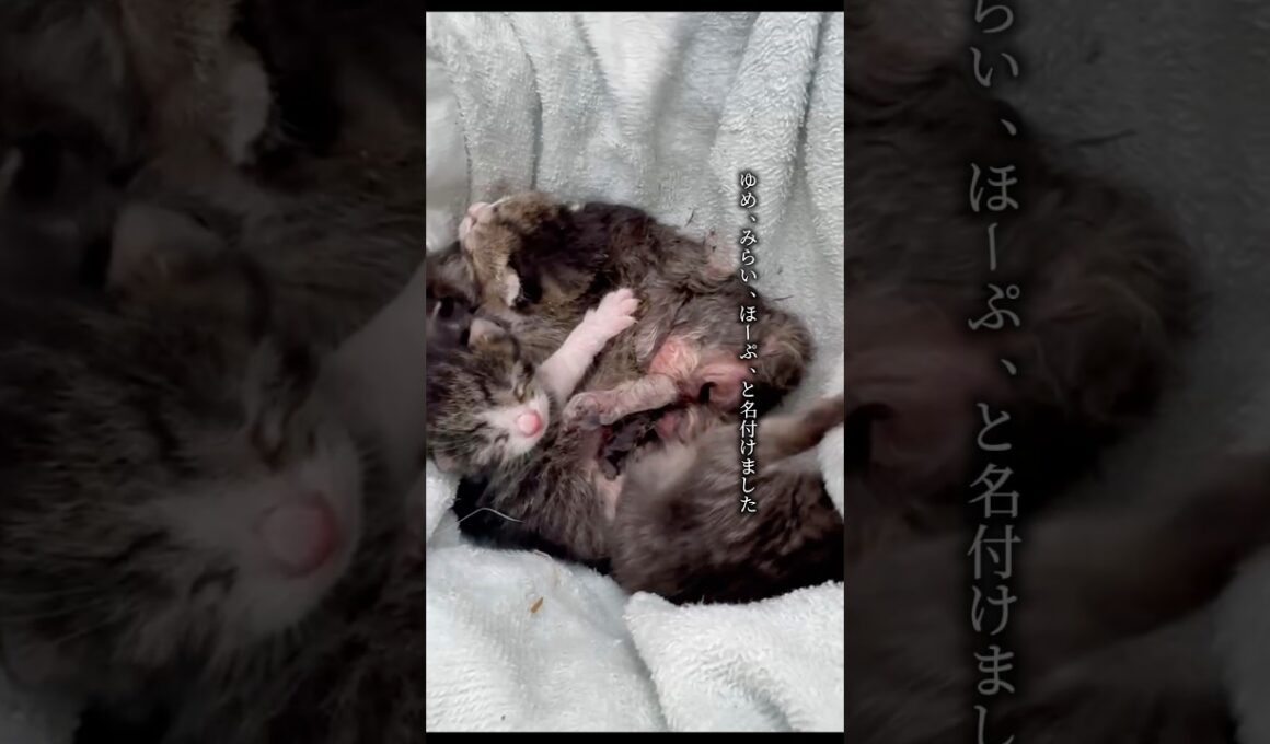 すべての猫に飼い主を #子猫保護 #野良子猫 #野良猫