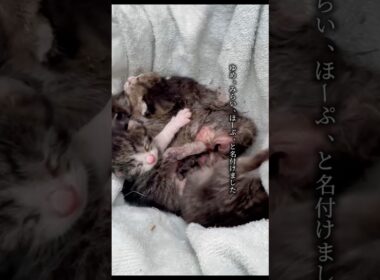 すべての猫に飼い主を #子猫保護 #野良子猫 #野良猫