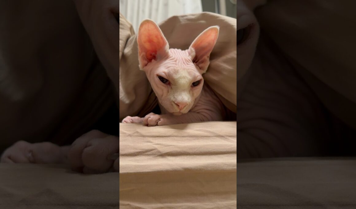 眠くてずっとウトウトする猫アレクサンドラ【スフィンクス】