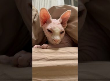 眠くてずっとウトウトする猫アレクサンドラ【スフィンクス】