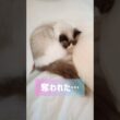 猫って寝違えしない？？🫠 #shorts #猫 #ラグドール #甘えん坊猫 #もふもふ #猫のいる生活