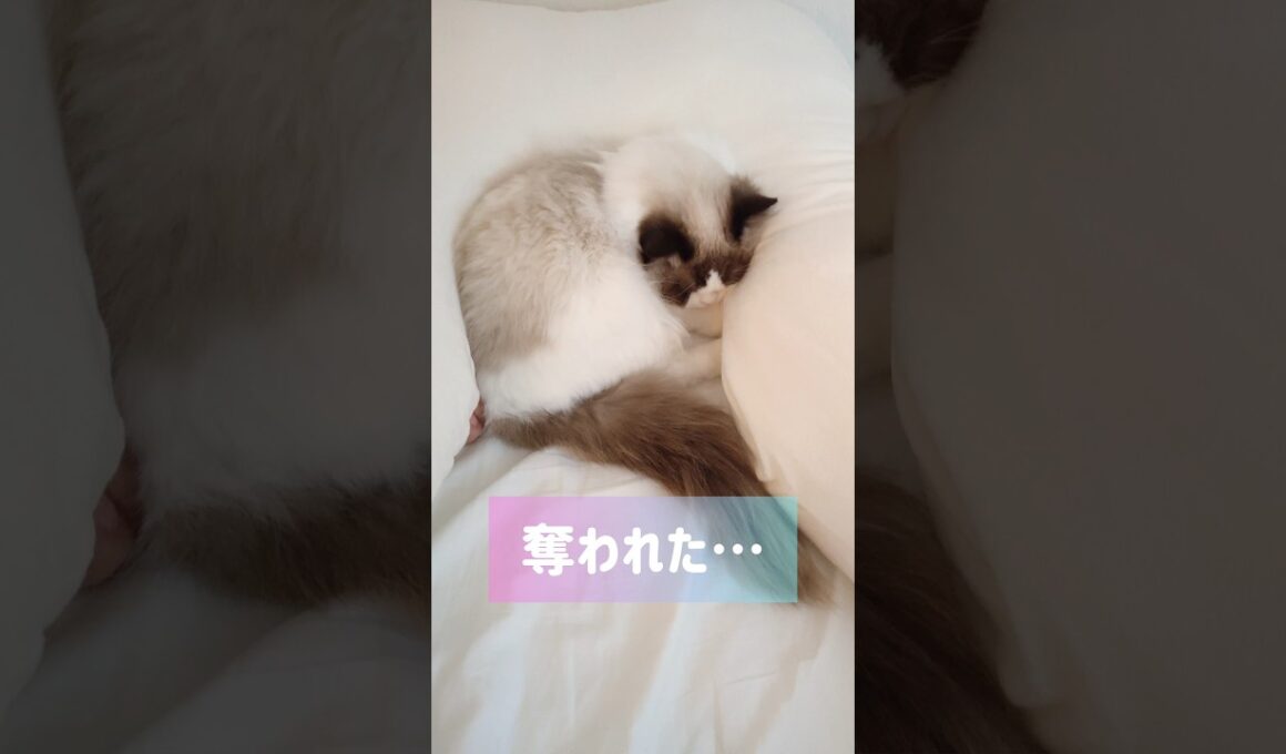 猫って寝違えしない？？🫠 #shorts #猫 #ラグドール #甘えん坊猫 #もふもふ #猫のいる生活