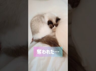 猫って寝違えしない？？🫠 #shorts #猫 #ラグドール #甘えん坊猫 #もふもふ #猫のいる生活