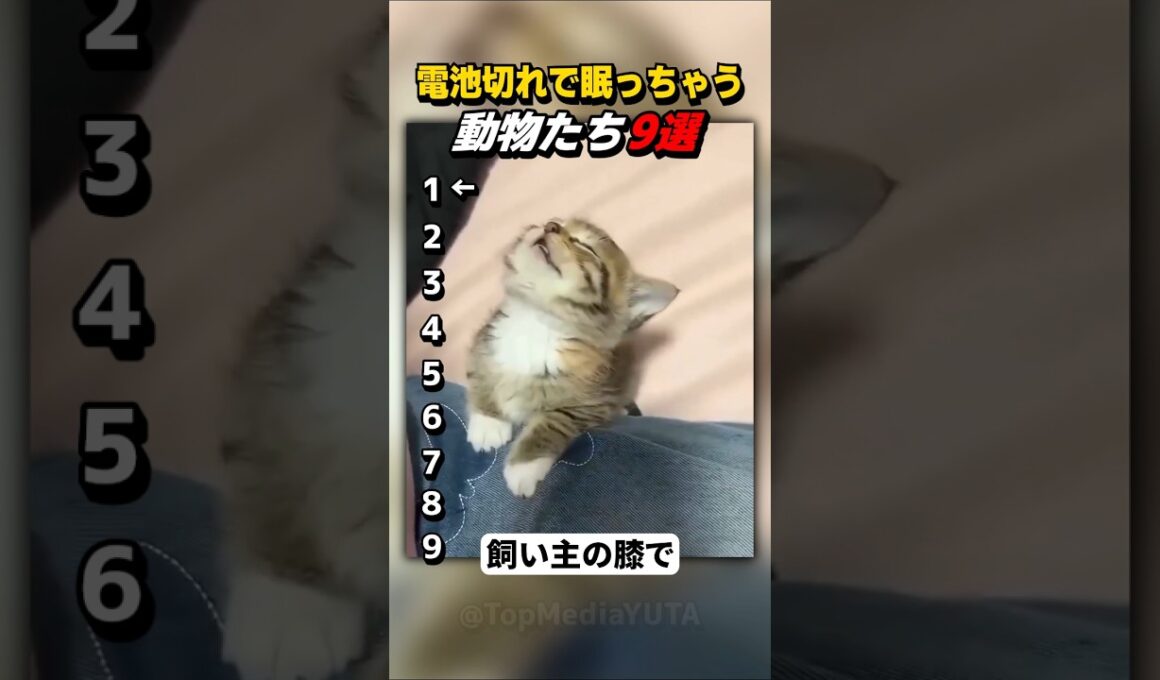 【癒やし】「もう動けニャい…」強制シャットダウンされた子猫が可愛すぎる【Part65】#shorts