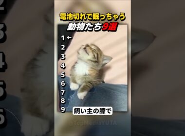 【癒やし】「もう動けニャい…」強制シャットダウンされた子猫が可愛すぎる【Part65】#shorts