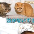 初めて見る赤ちゃんが気になって仕方がない猫たちが可愛すぎる！