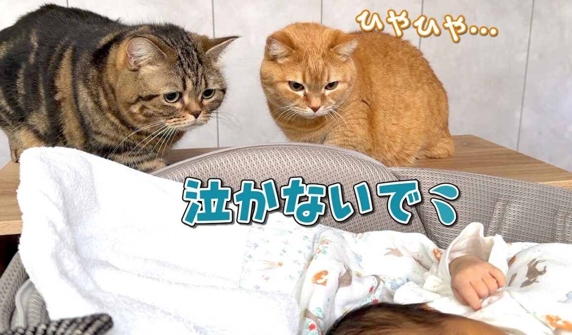 初めて見る赤ちゃんが気になって仕方がない猫たちが可愛すぎる！