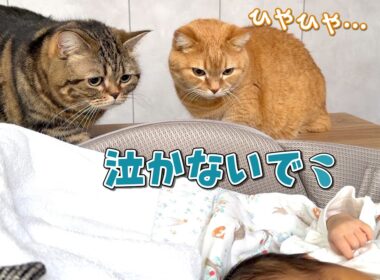 初めて見る赤ちゃんが気になって仕方がない猫たちが可愛すぎる！